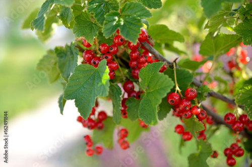 Red currant