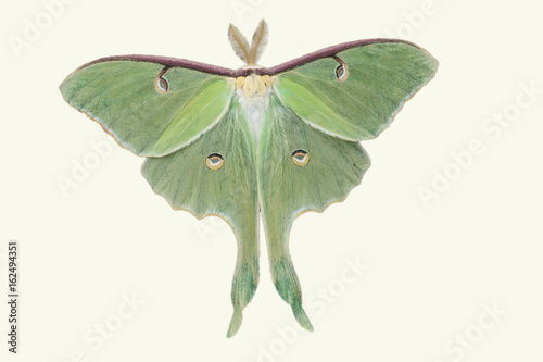 Lunar Moth cut out on white background