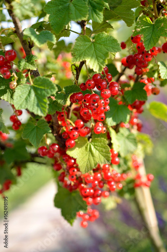 Red currant 