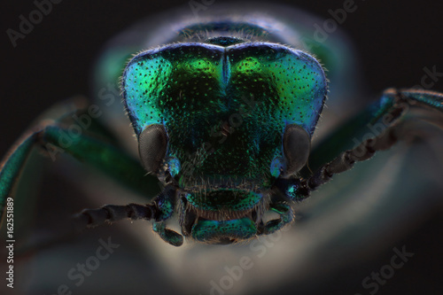 Head of beetle - Spanish fly (Lytta vesicatoria). Macro