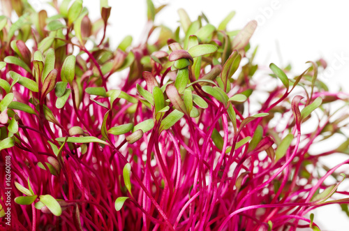 Red beetroot, fresh sprouts and young leaves. An edible vegetable, herb and microgreen. Also called beet and table, garden or red beet. Cotyledons of Beta vulgaris. Macro photo closeup.