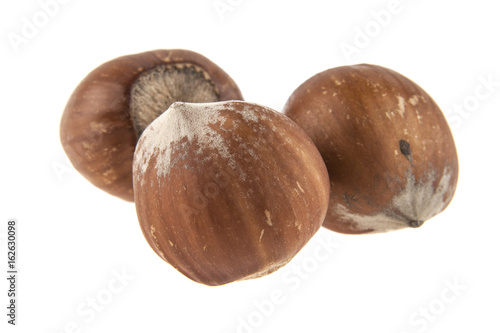 Hazelnut isolated on white background