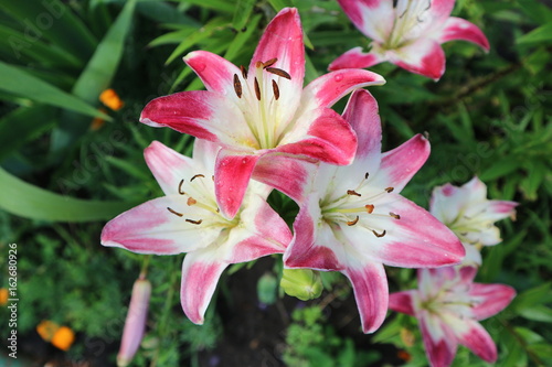 Asiatic hybrid lilium 'Lollypop' red-white large flowers