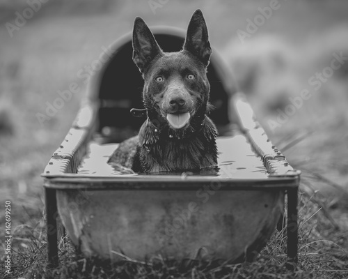 Working Dog Bath Time