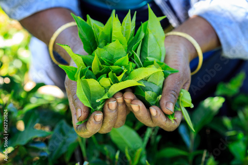 Hands with tea inside, a tea picker holding some fresh tea 