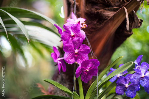 pink vanda hybryd orchid flower agains tropical background