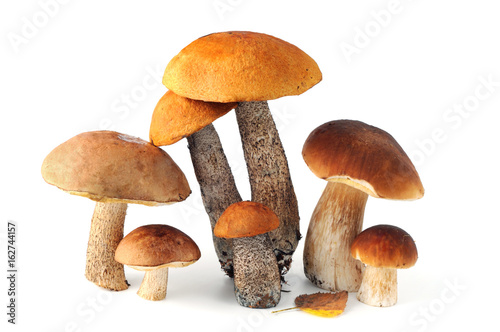 Group of different bolete mushrooms on white isolated background