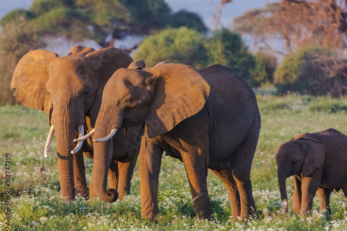 Elephants family close up. Kenya, Africa