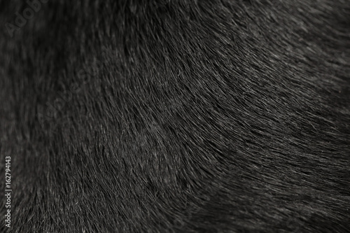 Labrador dog fur background