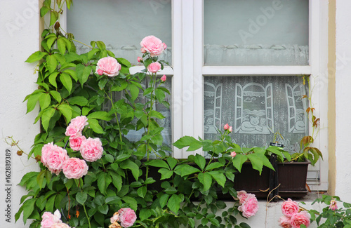 old window with pink climbing roses