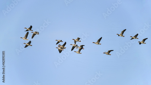 Large flock of greylag goose in clear Winter sky