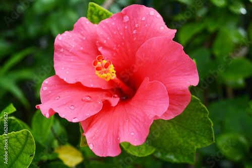 Hibiscus flower in close up with the leaf background.