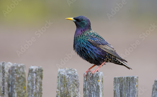 Male Common starling posing perched on old looking wooden garden fence 