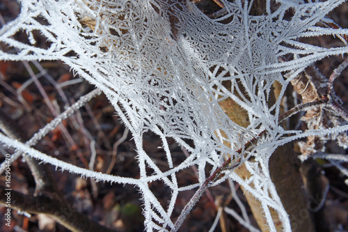 frost spiderweb tree winter