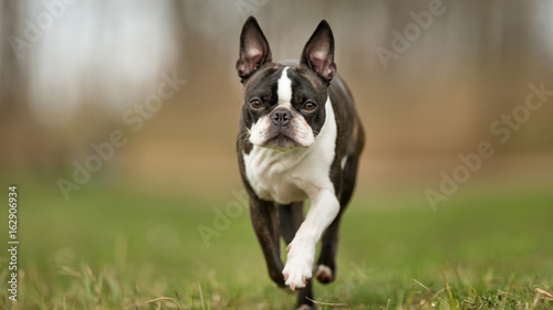 Boston terrier dog