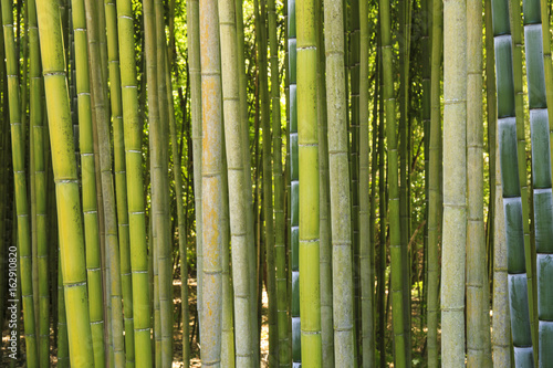 Bamboo forest in Italy