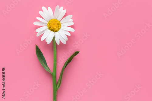 Isolated white chamomile flower on pink background. Top view. 