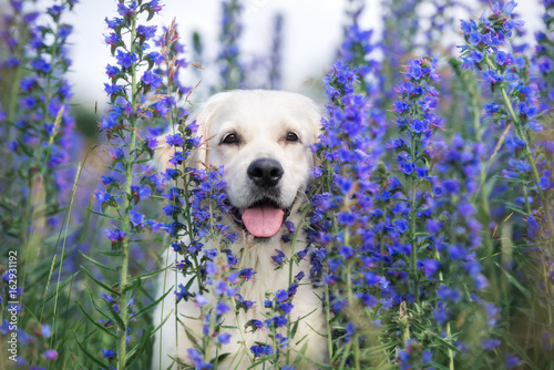 beautiful golden retriever dog posing in summer flowers