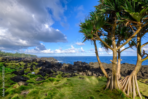 Common screwpine and Reunion island shore