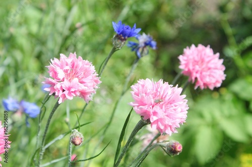 Chaber - Centaurea