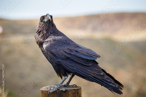 Common Raven sitting on a wooden beam, close up