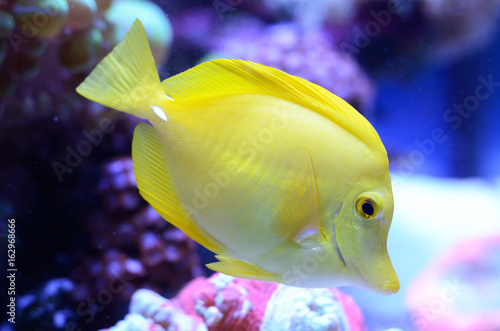 Zebrasoma, yellow surgeonfish. Bright coral reef fish in salt water aquarium.