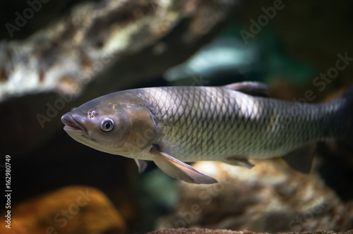 Amur fish in the big aquarium. Ctenopharyngodon idella