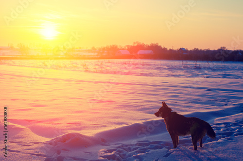 A dog walks in a snowy field in winter at sunset