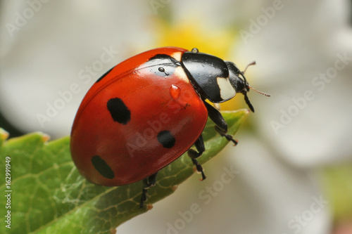 Lady bug 