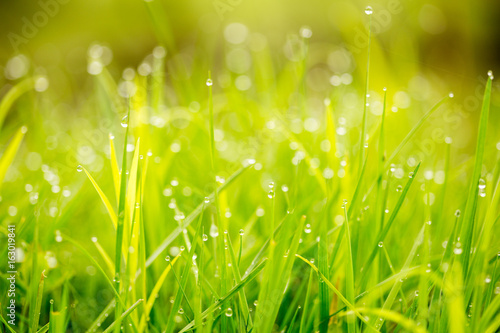 Dew drops on bright green grass