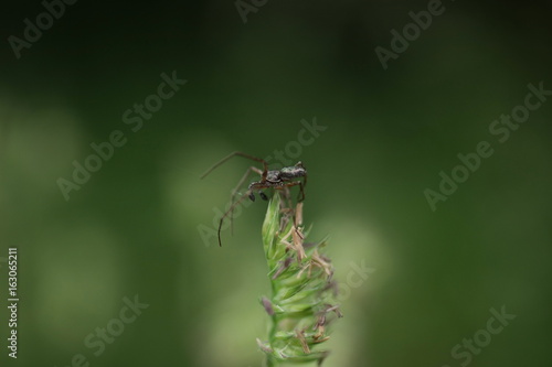 Araignée indéterminée