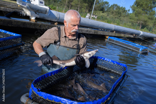 fishermen and the fish farm