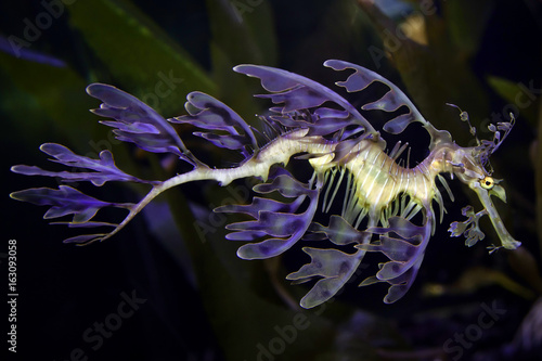 Sea Dragon