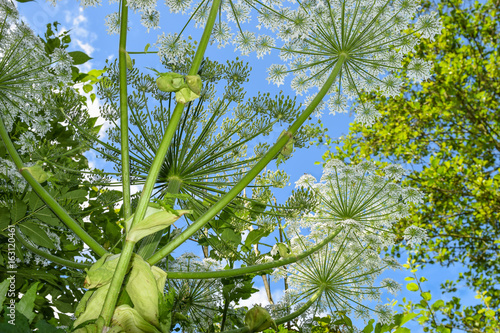 Giant hogweeds