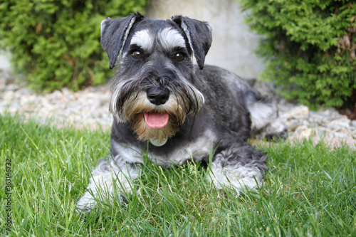 Schnauzer salt and pepper lying on the grass sznaucer pieprz i sól leży na trawie