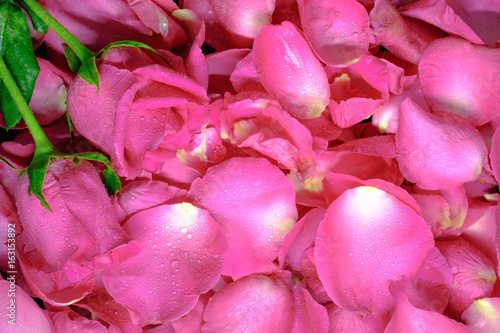Background of beautiful fresh pink rose petals with water drops on petals. Copy space texture background