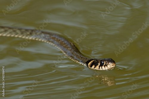 Ringelnatter schwimmt im Wasser