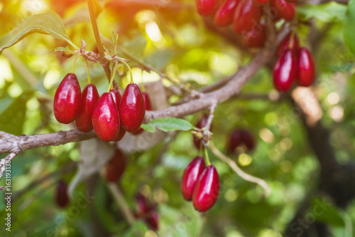 Photo of a branch of a red dogwood berry on a background of foliage