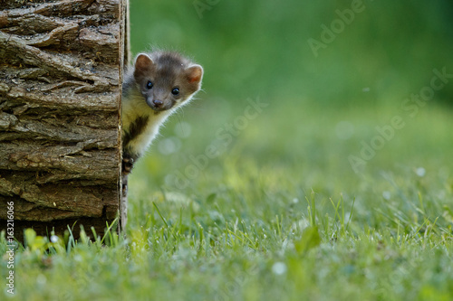 Beautiful and playful beech marten in the jump, forest animal, Martes foina, Stone marten, detail portrait. Small predator with the tree trunk near forest. Young animal, baby. Czech republic, europe.