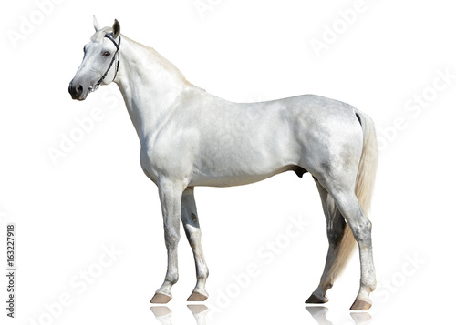 The gray beautiful horse Orlov trotter breed standing isolated on white background. side view