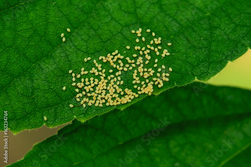 insect eggs