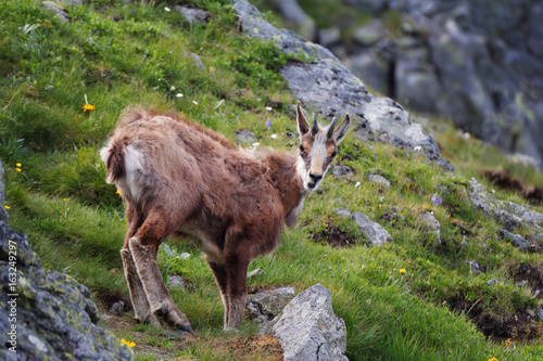 Tatra chamois