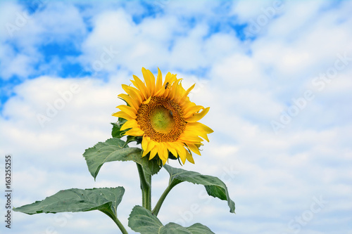 Sunflower head and its stem with leaves. Ray flowers, unopened and opened disk florets in a female phase. Pollen is released by the anthers of the disk florets. Two bees are pollinating sunflower.