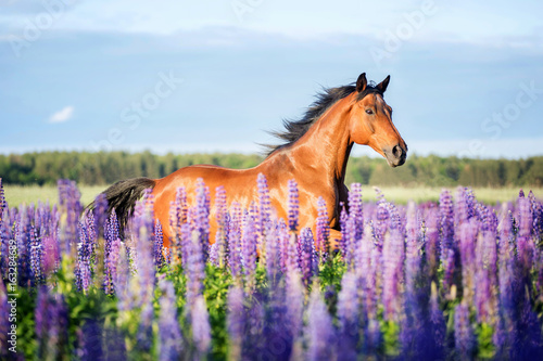 Arabian horse running among lupine flowers.