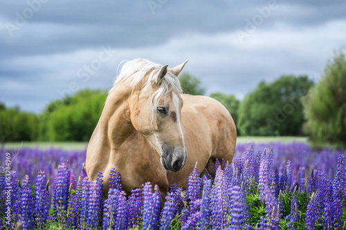 Portait of a Palomino horse among lupine flowers.