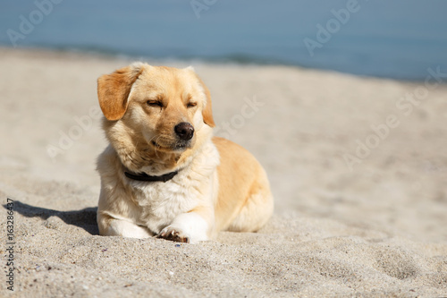 Cute mix breed dog lying on the beach with closed eyes from pleasure of the sun and the warm weather
