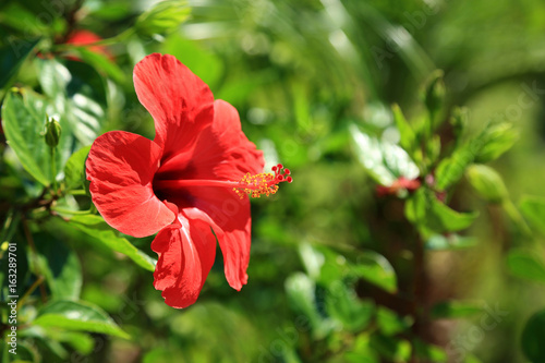 Czerwony Kwiat na wyspie Rodos, śródziemnomorskie kwiaty.