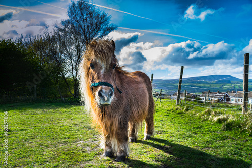 Brown miniature horse with long hair, Pony in the meadows, Lancashire, England, UK