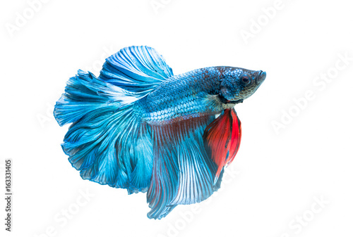 siamese fighting fish, betta splendens isolated