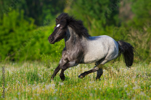 Beautiful grey pony with long mane run gallop